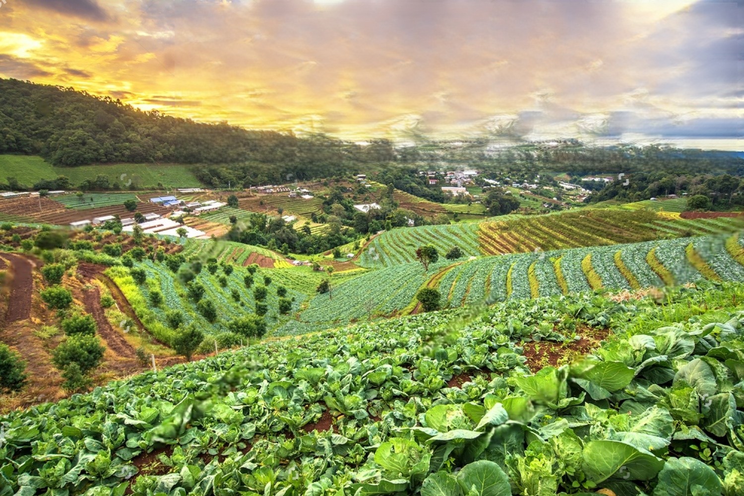 Sustainability Practices